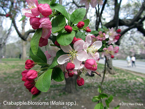 Central Park Crabapple Blossoms