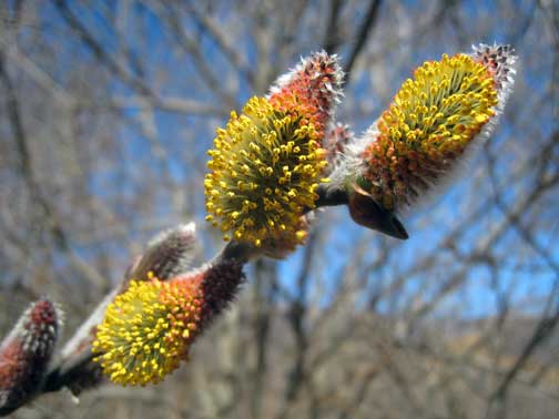 Central Park Pussy Willow detail