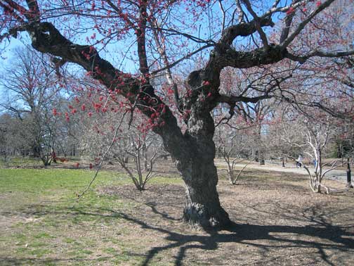 Central Park Red Maple Tree