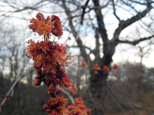Central Park Red Maple Male flower