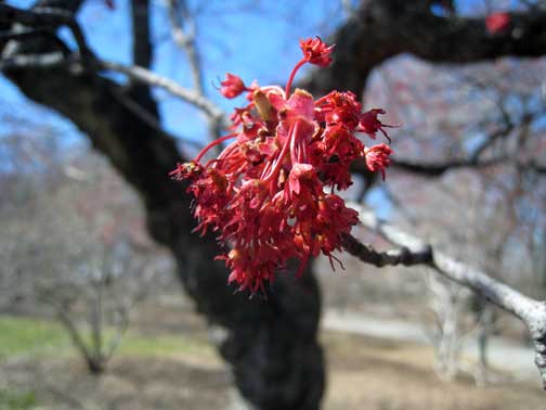 Central Park Red Maple Female flower