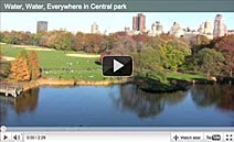 Cental Park Nature Video